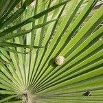 Chamaerops humilisഇല