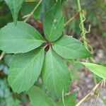 Parthenocissus inserta 葉