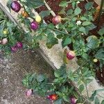 Capsicum chinense Fruit