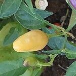 Capsicum frutescensVili