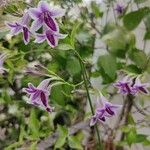 Barleria cristata Kwiat