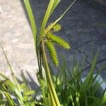 Carex pseudocyperus पत्ता