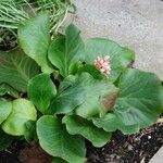 Bergenia crassifolia 葉