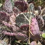 Opuntia macrocentra Habitus