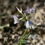 Astragalus austriacus Other