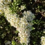 Symphyotrichum ericoides Květ