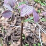 Helleborus purpurascens Blomst