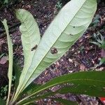 Buchenavia guianensis Feuille