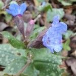 Pulmonaria officinalis 花