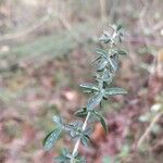 Adenocarpus complicatus Leaf