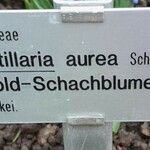 Fritillaria aurea Egyéb