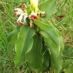 Cheilocostus speciosus Tervik taim