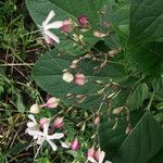 Clerodendrum trichotomum Blomma