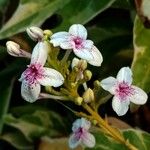 Pseuderanthemum carruthersii Цветок