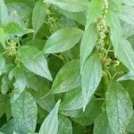 Parietaria officinalis Fuelha