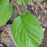 Rubus bollei Leaf