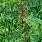 Indigofera suffruticosa ഇല