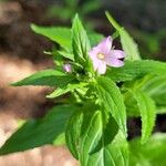 Epilobium alpestre Kvet