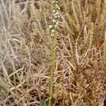 Goodyera repens Облик