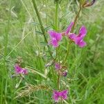 Vicia angustifolia Moench花