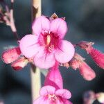 Penstemon parryi फूल