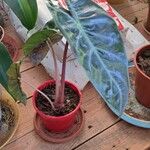 Alocasia longiloba Ліст