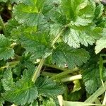 Erodium moschatum Blad