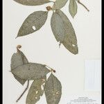 Coussarea longiflora