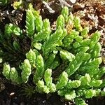 Lycopodium alpinum Лист