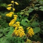 Cytisus nigricansFlower