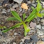 Solidago juncea পাতা