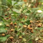 Dialium dinklagei Fruto