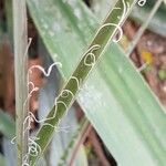 Hesperaloe parviflora Hoja