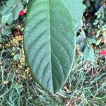 Cotoneaster glaucophyllus 叶