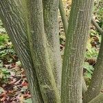 Acer davidii Écorce