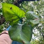 Syringa reticulata Leaf