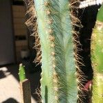 Pilosocereus pachycladus ഇല