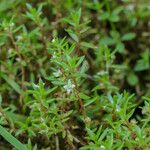 Crassula helmsii Fiore