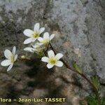 Saxifraga losae Flower