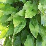 Hosta plantagineaLeaf