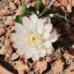 Gymnocalycium anisitsii Кветка