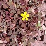 Oxalis exilis Fiore