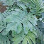 Melianthus major Листок