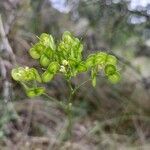 Biscutella minor Leaf
