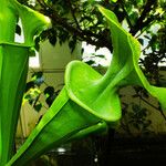 Sarracenia flava Likasa