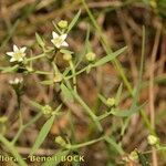 Thesium linophyllon Sonstige