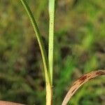 Carex hirsutella Cortiza