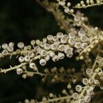 Clethra hondurensis Fruit