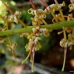 Kermadecia rotundifolia Ffrwyth