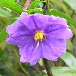 Solanum nudum Flower